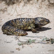 Eastern Shingleback Lizard (Tiliqua rugosa asper) on the sand at Salt Creek in Fleurieu Peninsula