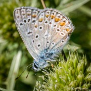 Common Blue (Polyommatus icarus) female at Peyreleau in the Tarn Gorges region of France