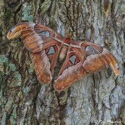 Atlas Moth (Attacus atlas) female perched at Pasir Ris Park in Singapore