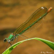 Banded Demoiselle (Calopteryx splendens) female perched at Le Moulin Du Bousquet on the River Aveyron in France