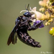 Broad-footed Carpenter Bee (Xylocopa latipes) feeding on flower nectar at Central Catchment Reserve in Singapore
