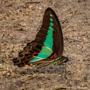 Common Bluebottle (Graphium sarpedon luctatius) puddling on a footpath at Central Catchment Reserve in Singapore