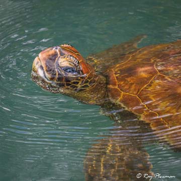 Green Turtle (Chelonia mydas) swimming in a lagoon at Elizabeth Bay on Isabela Island, Galápagos