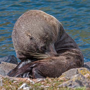 New Zealand [Hooker’s] Sea Lion (Phocarctos hookeri) bull hauled out on Pilots Beach's rocks on the Otago Peninsula