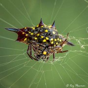 Animals Photo Albums [Spiders]