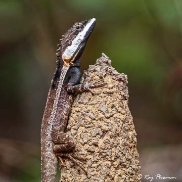 Northern Water Dragon (Amphibolurus temporalis) / Swamplands Lashtail (Gowidon temporalis) at Fogg Dam Conservation Reserve