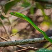 Oriental Whip Snake (Ahaetulla prasina) closeup in the understory at Coney Island in Singapore