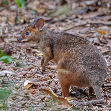 Red-legged Pademelon (Thylogale stigmatica) in the forest near Lake Eacham Queensland’s wet tropics