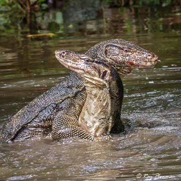 Water Monitor Lizard males fighting at Sungei Buloh Wetland Reserve in Singapore