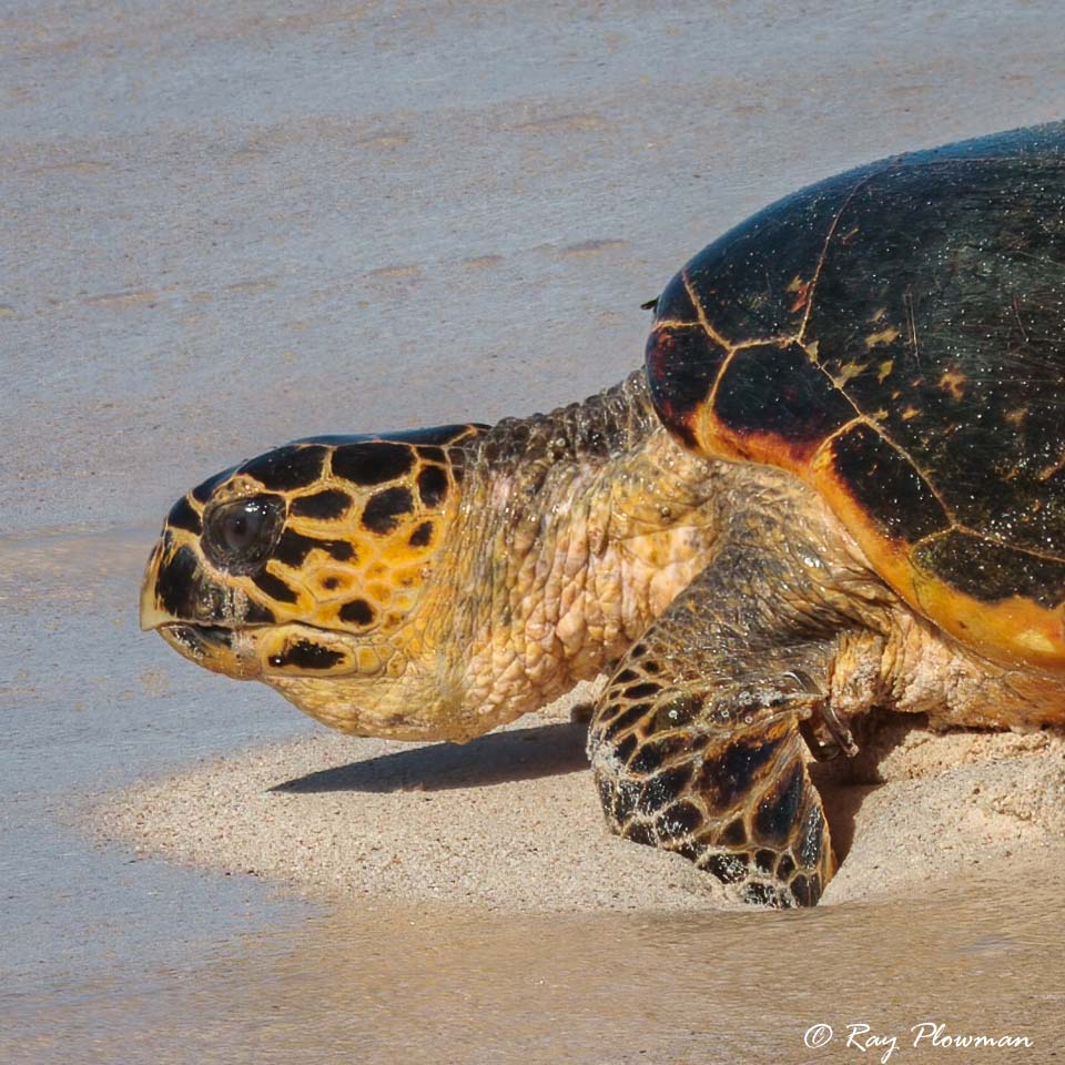 Close-up of a Hawksbill Turtle returning to the sea after laying eggs at Anse Bazarca on Mahé Islands in Seychelles