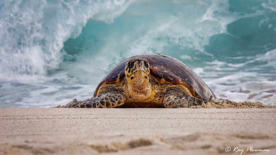 Critically Endangered Hawksbill Turtles | Ray Plowman