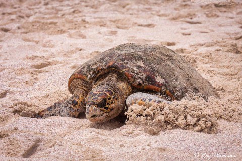 Hawksbill Turtle (Eretmochelys imbricata) returning to the sea at Mahé Islands Anse Bazarca beach in Seychelles