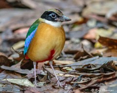 Blue-winged Pitta (Pitta moluccensis) perched in leaf litter at Central Catchment Area in Singapore