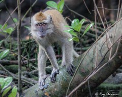 Long-Tailed Macaque (Macaca fascicularis) a female at Sungei Buloh Wetland Reserve in Singapore