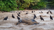 American Black Vulture (Coragyps atratus brasiliensis) waiting for leatherback turtle to finish nesting at Grande Riviere in Trinidad American Black Vulture (Coragyps atratus brasiliensis) waiting for leatherback turtle to finish nesting at Grande Riviere in Trinidad