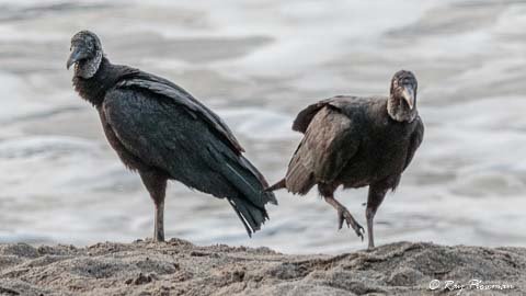 American Black Vulture (Coragyps atratus brasiliensis) at Grande Riviere in Trinidad