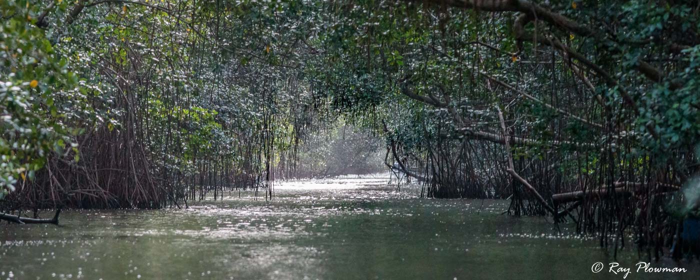 West Coast Mudflats - Caroni Swamp