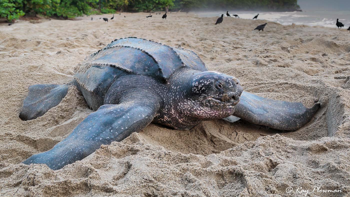 Leatherback Sea Turtle (Dermochelys coriacea) nesting at Grande Riviere in Trinidad