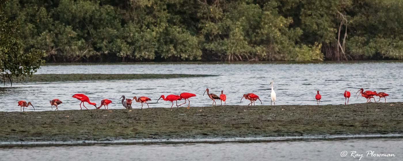 Scarlet Ibis Feeding at Caroni Swamp mudflats in Trinidad