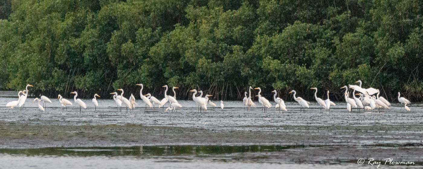 Great White and Snowy Egrets at Caroni Swamp in Trinidad