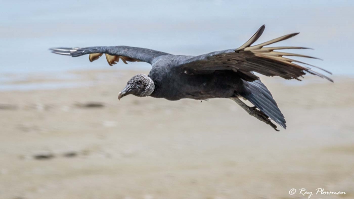 West Coast Mudflats - American Black Vulture flying