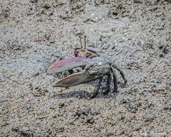 Fiddler Crab at Orange Valley / West Coast Mudflats in Trinidad