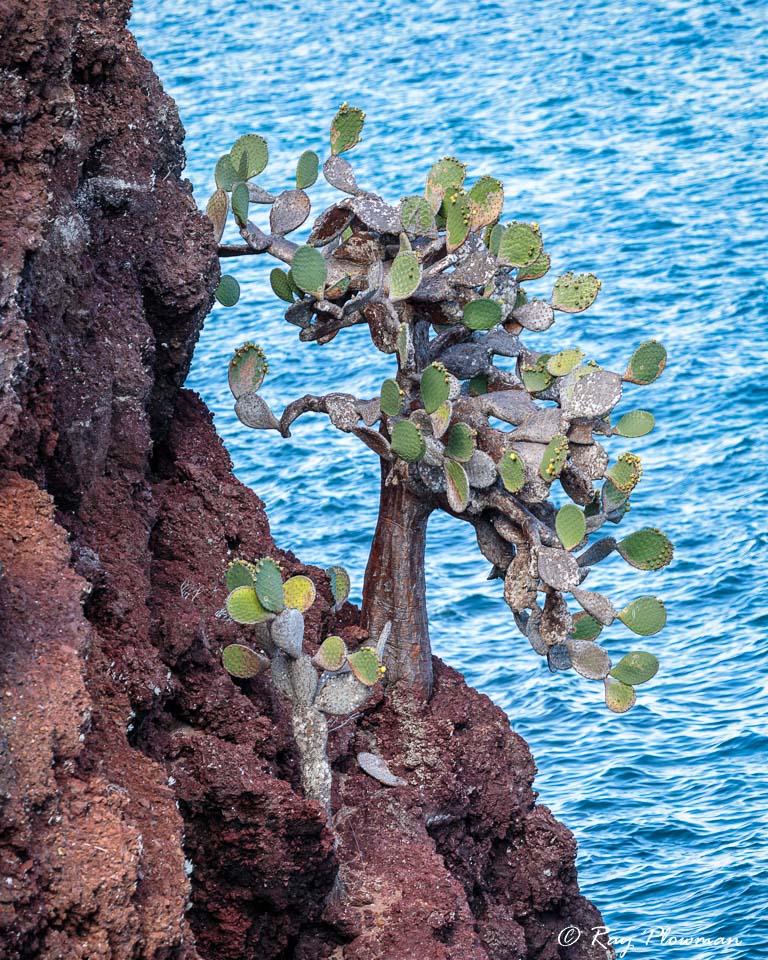Prickly Pear Cacti on Rabida Islands Red Cliffs