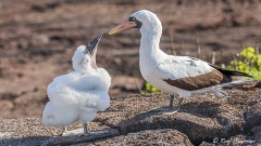 Nazca Booby (Sula granti) chick waiting in anticipation for food at Genovesa Island in the Galapagos