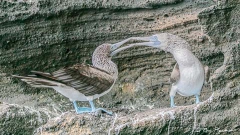 Pair Blue-footed Boobies greeting display on a cliff ledge at Punta Vincente Roca