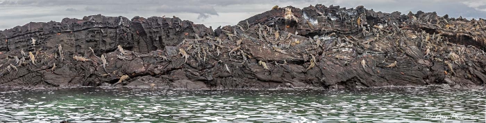 A Mess of Galapagos Marine Iguanas (Amblyrhynchus cristatus) nominate on the rocks at Punta Espinoza on Fernandina Island