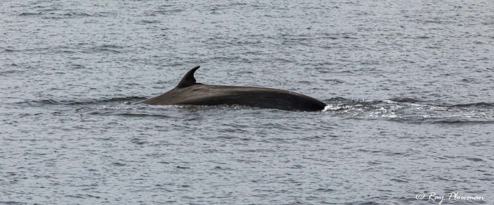 Common] Minke Whale (Balaenoptera acutorostrata) about toi dive off the north coast of Fernandina Island