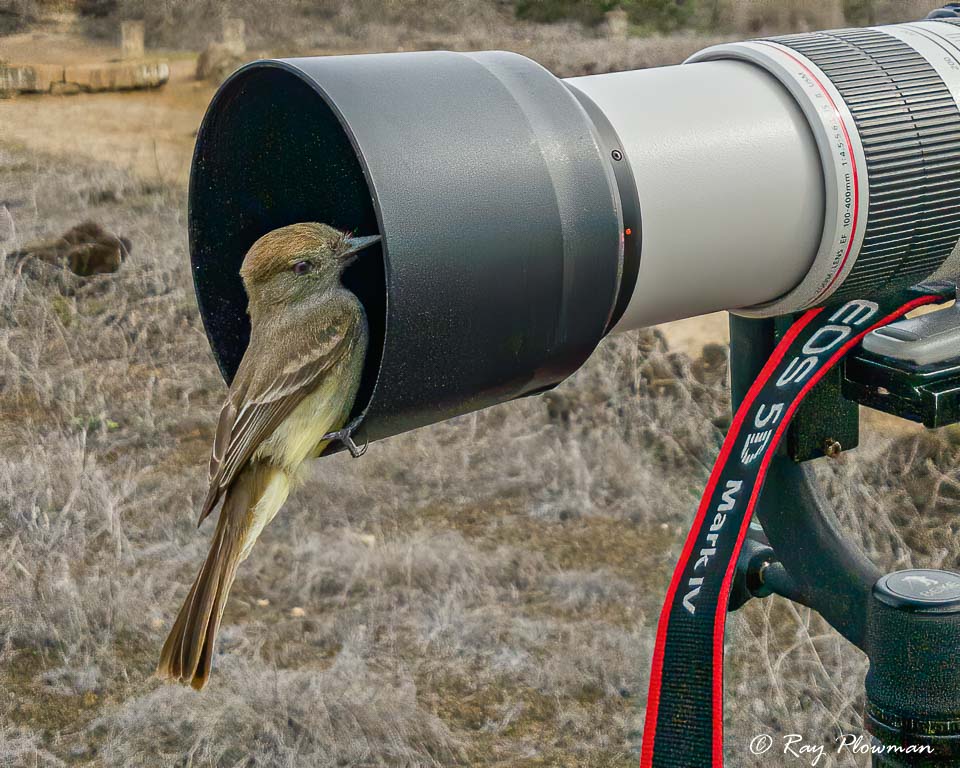 Galapagos Flycatcher (Myiarchus magnirostris), perched on my camera lens at Florenana Island