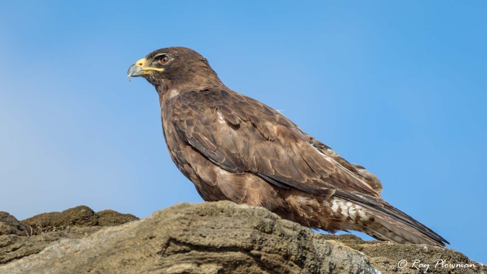 Galapagos Hawk (Buteo galapagoensis) looking for prey on Santiago Island