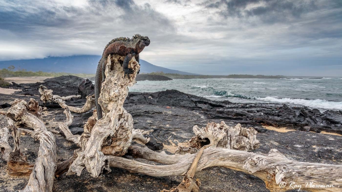 Marine Iguana (Amblyrhynchus cristatus) nominate species on driftwood at Punta Espinosa coast