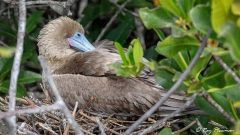 Red-footed Booby (Sula sula websteri), Brown Morph on a nest incubating eggs at Genovesa Island