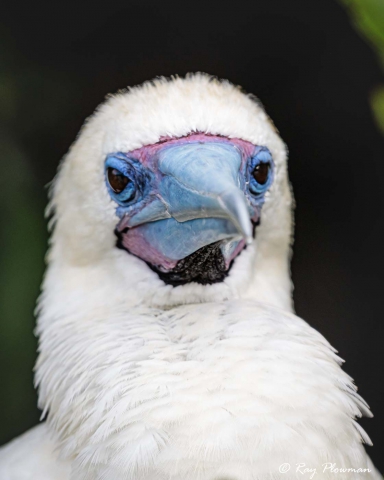 Red-footed Booby, White Morph close-up on Genovesa Island