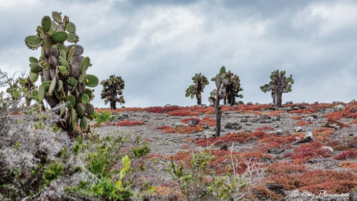 Giant Prickly Pear Cactus and Galapagos Carpetweed at South Plaza in the Galapagos