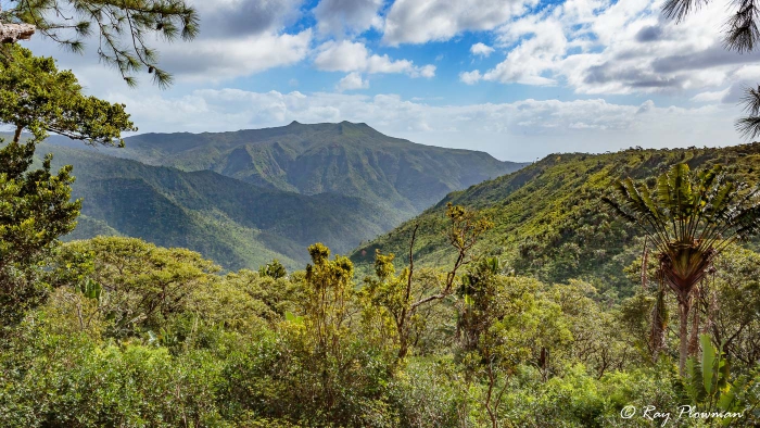 View over the gorges from the Macchabee Trail at the Black River Gorges National Park