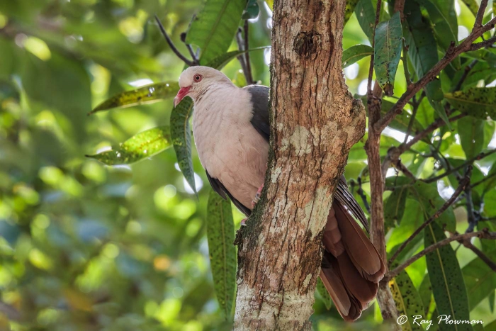 Pink Pigeon (Nesoenas mayeri) perched in a tree near the Macchabee Trail at Black River Gorges National Park