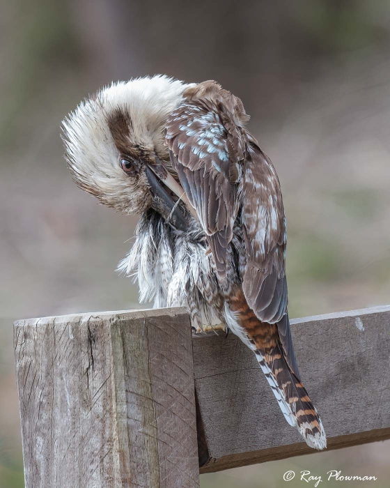 Laughing Kookaburra (Dacelo novaeguineae) preening at MacKenzie Falls in Australia’s Grampian Mountains Laughing Kookaburra (Dacelo novaeguineae) preening at MacKenzie Falls in Australia’s Grampian Mountains