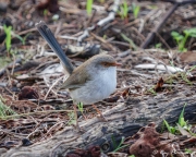 Superb Fairy-wren (Malurus cyaneus cyanochlamys) female on the ground at Tower Hill Reserve in Victoria Superb Fairy-wren (Malurus cyaneus cyanochlamys) female on the ground at Tower Hill Reserve in Victoria