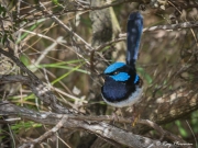 Superb Fairy-wren (Malurus cyaneus cyanochlamys) Male
perched at Loch Ard Gorge, Great Ocean Road in Victoria Superb Fairy-wren (Malurus cyaneus cyanochlamys) Male perched at Loch Ard Gorge, Great Ocean Road in Victoria