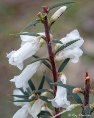 White Common Heath (Epacris impressa) at Brambuk, the National Park and Cultural Centre