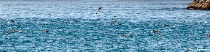Dusky Dolphin (Lagenorhynchus obscurus) large pod at Kaikoura Pelagic in New Zealand