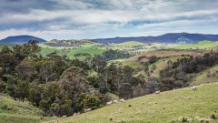 Rolling Hills along the Great Alpine Road from Bruthen to Bairnsdale at East Gippsland