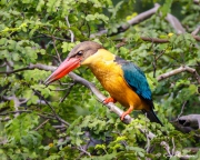 Stork-Billed Kingfisher (Pelargopsis capensis malaccensis) perched in a tree near a small lake in the Japanese Garden, Singapore Stork-Billed Kingfisher (Pelargopsis capensis malaccensis) perched in a tree near a small lake in the Japanese Garden, Singapore