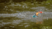 Stork-Billed Kingfisher (Pelargopsis capensis malaccensis) stabbing a fish in the Japanese Garden’s small lake, Singapore Stork-Billed Kingfisher (Pelargopsis capensis malaccensis) stabbing a fish in the Japanese Garden’s small lake, Singapore