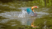 Stork-Billed Kingfisher (Pelargopsis capensis malaccensis) coming out of the water with a fish in the Japanese Garden’s small lake, Singapore Stork-Billed Kingfisher (Pelargopsis capensis malaccensis) coming out of the water with a fish in the Japanese Garden’s small lake, Singapore