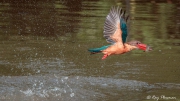 Stork-Billed Kingfisher (Pelargopsis capensis malaccensis) flying off with a fish at Singapore's Japanese Garden Stork-Billed Kingfisher (Pelargopsis capensis malaccensis) flying off with a fish at Singapore's Japanese Garden