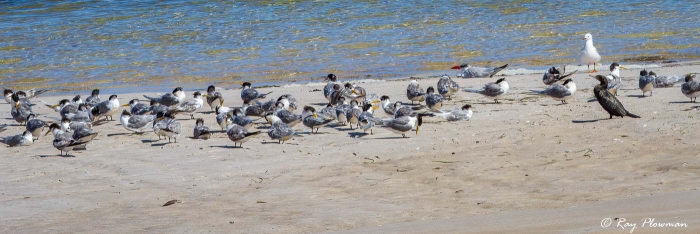 Caspian Tern, Greater Crested Tern, Little Black Cormorant and Silver Gull mixed flock on a sand bar at Gippsland Lakes